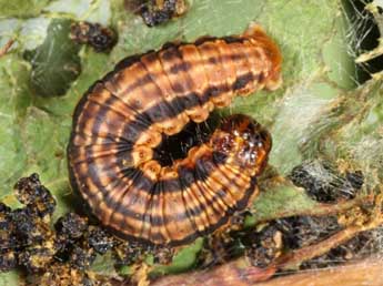  Chenille de Rheumaptera subhastata Nolck. - ©Wolfgang Wagner, www.pyrgus.de