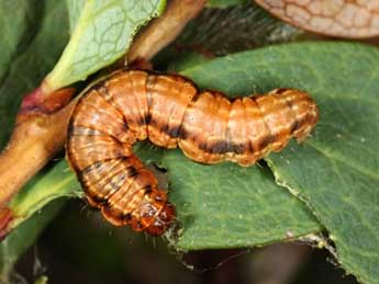  Chenille de Rheumaptera subhastata Nolck. - Wolfgang Wagner, www.pyrgus.de