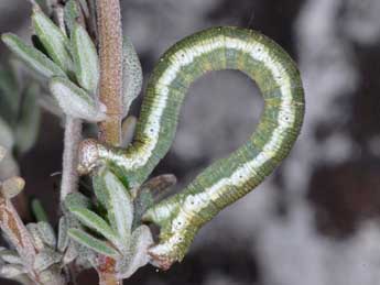  Chenille de Scopula submutata Tr. - ©Wolfgang Wagner, www.pyrgus.de