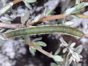  Chenille de Scopula submutata Tr. - Wolfgang Wagner, www.pyrgus.de