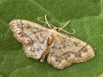 Idaea subsaturata Gn. adulte - ©Daniel Morel