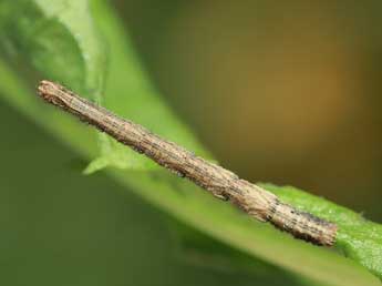  Chenille de Idaea subsericeata Hw. - ©Lionel Taurand