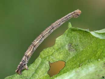  Chenille de Idaea subsericeata Hw. - ©Lionel Taurand