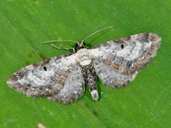 Eupithecia succenturiata L. adulte - Philippe Mothiron