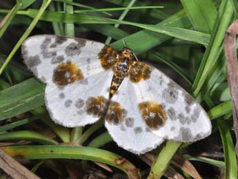 Abraxas sylvata Scop. adulte - ©Philippe Mothiron