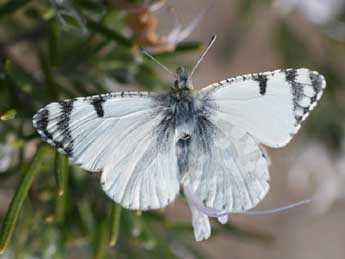 Iberochloe tagis Hb. adulte - ©Emmanuel Ruiz