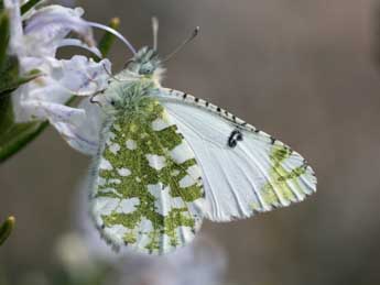 Iberochloe tagis Hb. adulte - ©Emmanuel Ruiz