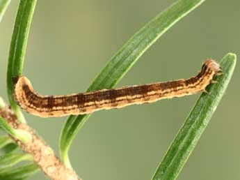  Chenille de Eupithecia tantillaria Bsdv. - Jean-Claude Petit