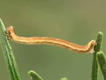  Chenille de Eupithecia tantillaria Bsdv. - ©Jean-Claude Petit