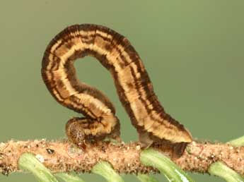  Chenille de Eupithecia tantillaria Bsdv. - ©Jean-Claude Petit