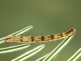  Chenille de Eupithecia tantillaria Bsdv. - Jean-Claude Petit