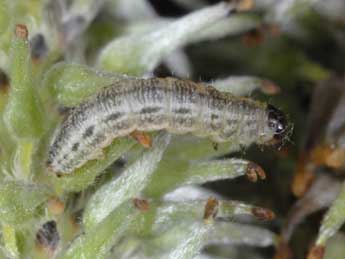  Chenille de Eupithecia tenuiata Hb. - Wolfgang Wagner, www.pyrgus.de