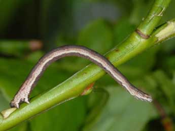  Chenille de Scopula ternata Schrk - ©Wolfgang Wagner, www.pyrgus.de