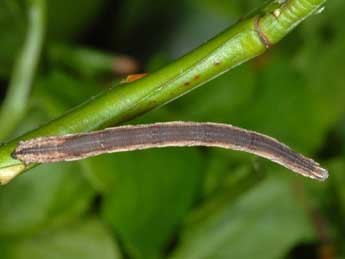  Chenille de Scopula ternata Schrk - Wolfgang Wagner, www.pyrgus.de