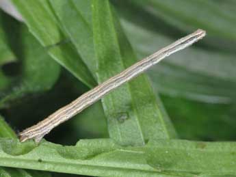  Chenille de Scopula tessellaria Bsdv. - Philippe Mothiron