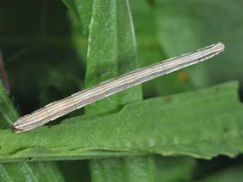  Chenille de Scopula tessellaria Bsdv. - Philippe Mothiron