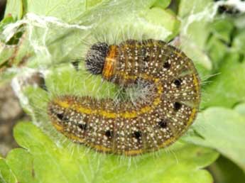  Chenille de Spialia therapne Rbr - ©Wolfgang Wagner, www.pyrgus.de