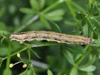  Chenille de Epirrhoe timozzaria Const. - ©Philippe Mothiron