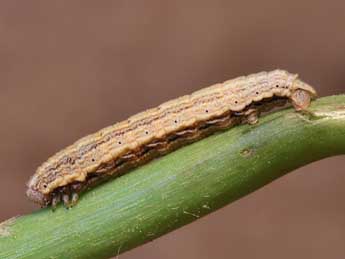  Chenille de Crocota tinctaria Hb. - ©Lionel Taurand