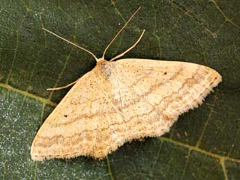 Scopula turbidaria Hb. adulte - ©Daniel Morel