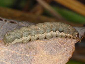  Chenille de Naenia typica L. - Wolfgang Wagner, www.pyrgus.de