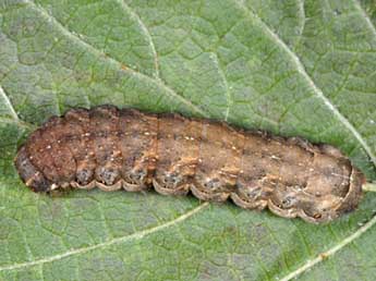  Chenille de Naenia typica L. - Wolfgang Wagner, www.pyrgus.de