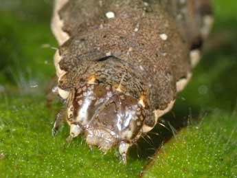  Chenille de Naenia typica L. - ©Wolfgang Wagner, www.pyrgus.de