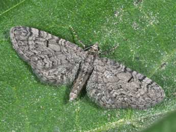 Eupithecia ultimaria Bsdv. adulte - ©Philippe Mothiron