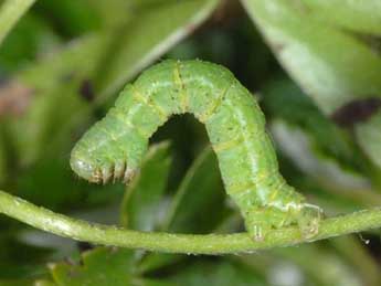  Chenille de Mesotype verberata Scop. - Wolfgang Wagner, www.pyrgus.de