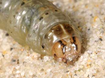  Chenille de Agrotis vestigialis Hfn. - Wolfgang Wagner, www.pyrgus.de