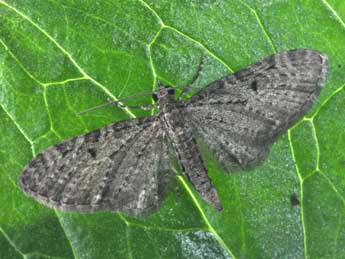 Eupithecia virgaureata Dbld. adulte - ©Philippe Mothiron