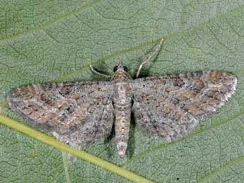 Eupithecia vulgata Hw. adulte - ©Alexis Borges