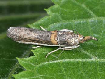 Etiella zinckenella Tr. adulte - ©Philippe Mothiron