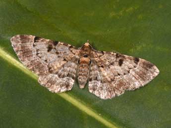 Eupithecia abietaria Gze adulte - Philippe Mothiron