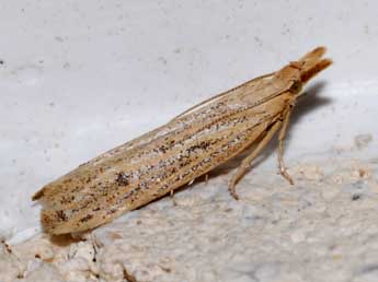 Coenochroa ablutella Z. adulte - Philippe Geniez