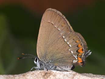 Satyrium acaciae F. adulte - ©Philippe Mothiron