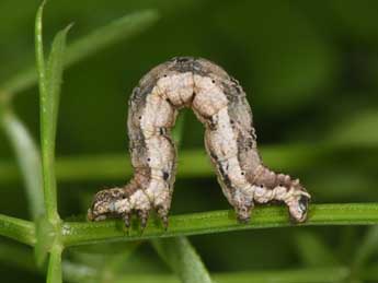  Chenille de Nebula achromaria Lah. - ©Philippe Mothiron