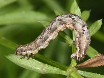  Chenille de Nebula achromaria Lah. - Philippe Mothiron