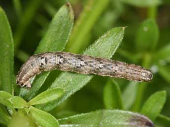  Chenille de Nebula achromaria Lah. - ©Philippe Mothiron