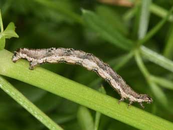  Chenille de Nebula achromaria Lah. - ©Philippe Mothiron