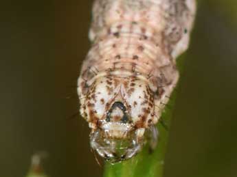  Chenille de Nebula achromaria Lah. - ©Philippe Mothiron