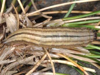  Chenille de Satyrus actaea Esp. - Wolfgang Wagner, www.pyrgus.de