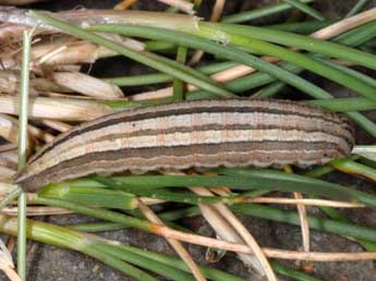  Chenille de Satyrus actaea Esp. - Wolfgang Wagner, www.pyrgus.de