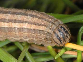  Chenille de Satyrus actaea Esp. - Wolfgang Wagner, www.pyrgus.de