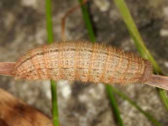  Chenille de Erebia aethiops Esp. - Wolfgang Wagner, www.pyrgus.de