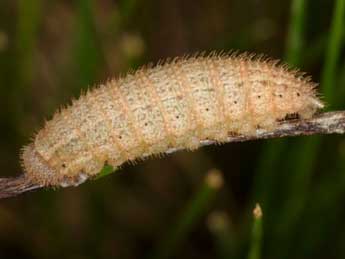  Chenille de Erebia aethiops Esp. - Wolfgang Wagner, www.pyrgus.de