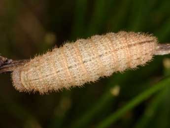  Chenille de Erebia aethiops Esp. - Wolfgang Wagner, www.pyrgus.de