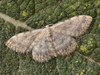 Scopula alba Hausm. adulte - ©Lionel Taurand