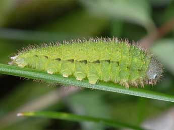  Chenille de Erebia alberganus Prun. - ©Wolfgang Wagner, www.pyrgus.de