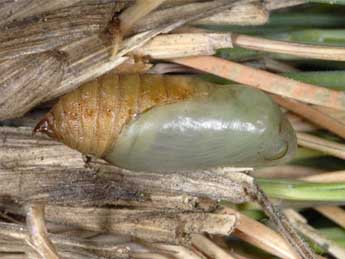  Chrysalide de Erebia alberganus Prun. - Wolfgang Wagner, www.pyrgus.de